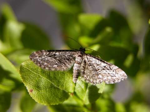 Image of narrow-winged pug