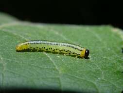 Image of Willow Sawflies