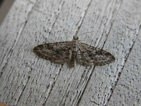 صورة Eupithecia nanata