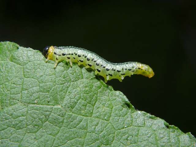 Image of Willow Sawflies