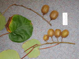 Image de Actinidia chinensis var. hispida C. F. Liang