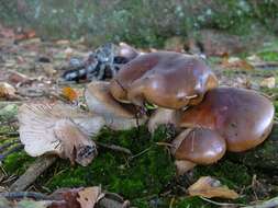 Imagem de Tricholoma ustale (Fr.) P. Kumm. 1871