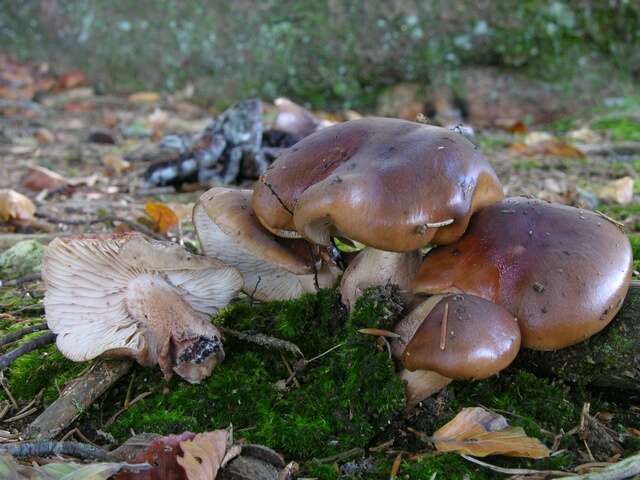 Image of Tricholoma ustale (Fr.) P. Kumm. 1871