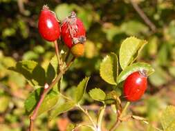 Image of dog rose