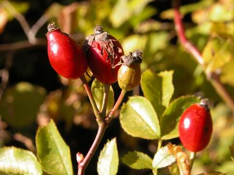 Image of dog rose