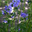 Imagem de Polemonium caeruleum L.