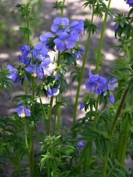 Image of Jacob's-ladder