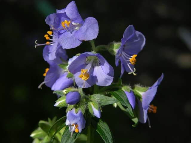 Image de Polemonium