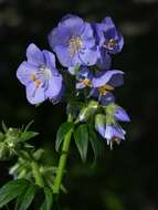 Image de Polemonium