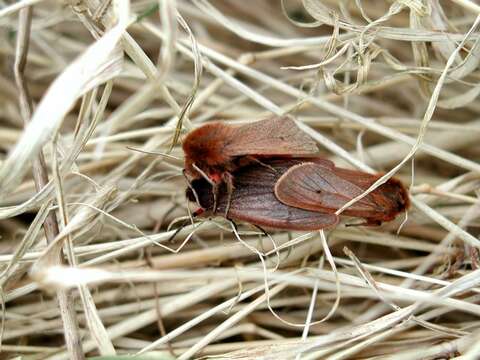 Phragmatobia Stephens 1828 resmi