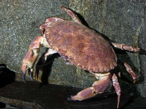 Image of crab