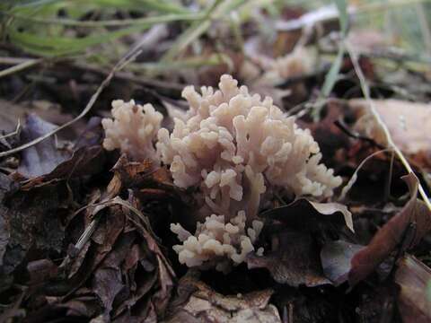 Image of Clavulinaceae