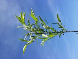 Image of creeping willow