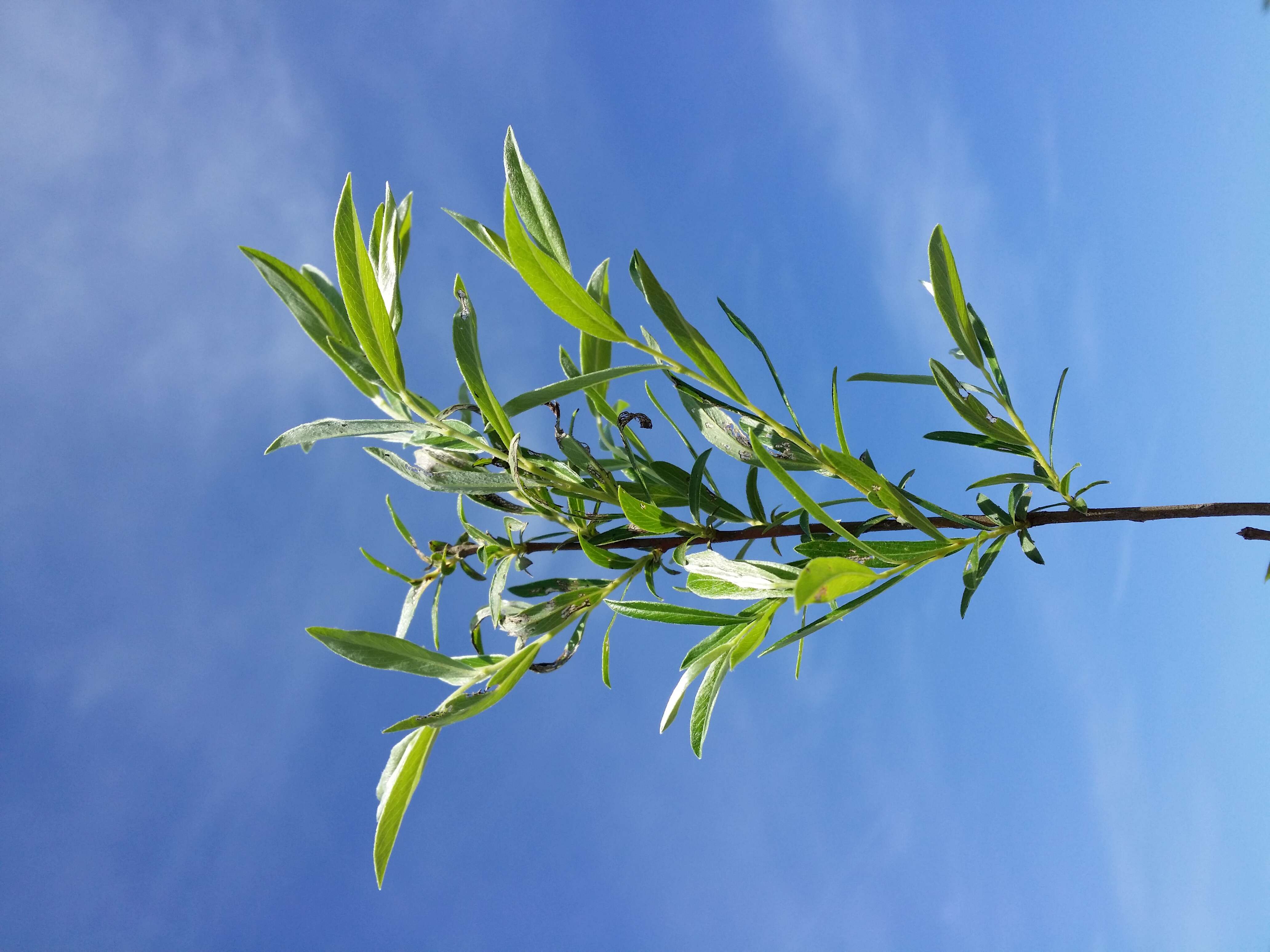 Image of creeping willow