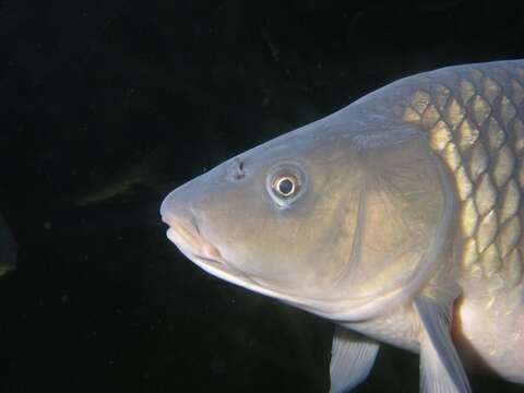 Image of Common carps