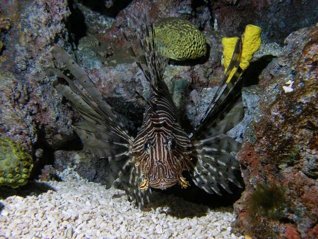 Image of Pterois