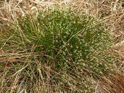 Image of Trichophorum cespitosum subsp. germanicum (Palla) Hegi