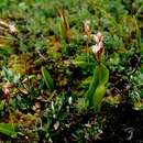 Plancia ëd Galearis rotundifolia (Banks ex Pursh) R. M. Bateman