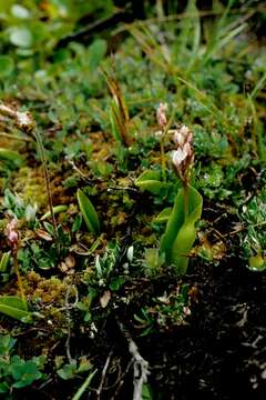 Plancia ëd Galearis rotundifolia (Banks ex Pursh) R. M. Bateman