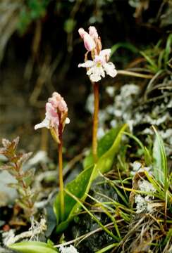 Galearis rotundifolia (Banks ex Pursh) R. M. Bateman resmi