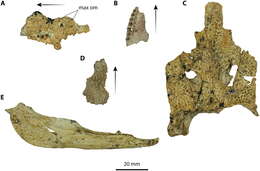 Image of Crocodilia