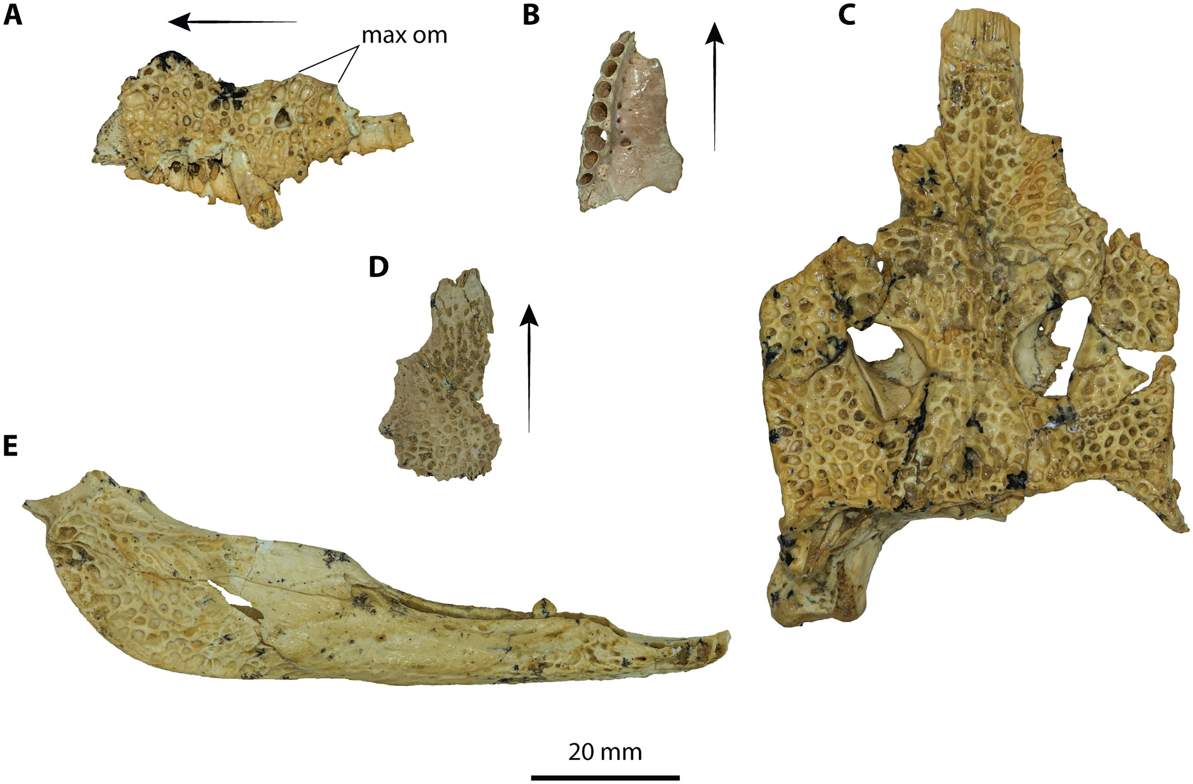 Image of Crocodilia