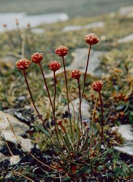 صورة Armeria maritima subsp. sibirica (Turczaninow) Nym.