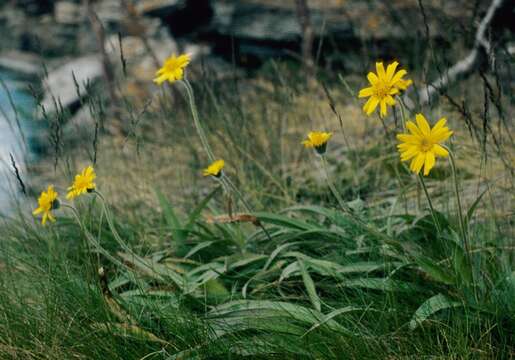 Image of narrowleaf arnica