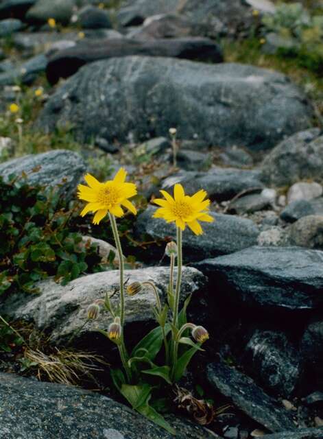 Image of narrowleaf arnica