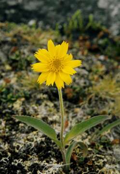 Image of narrowleaf arnica