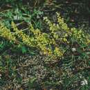 صورة Artemisia campestris subsp. bottnica A. N. Lundström ex Kindb.