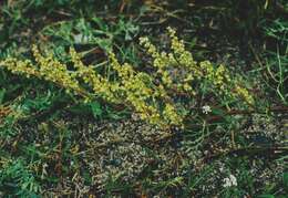 صورة Artemisia campestris subsp. bottnica A. N. Lundström ex Kindb.