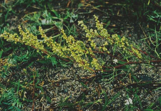 Image of Artemisia campestris subsp. bottnica A. N. Lundström ex Kindb.