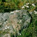 Image of Asperula tinctoria L.