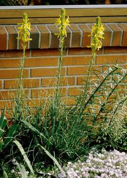 Sivun Asphodeline kuva