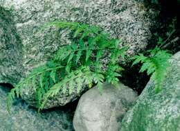 Image of <i>Asplenium adiantum-nigrum</i>