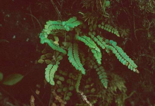 Plancia ëd Asplenium adulterinum Milde