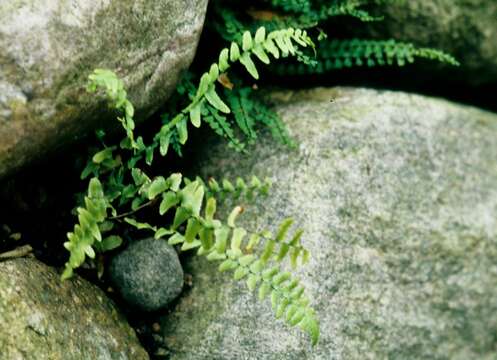 Image of ebony spleenwort