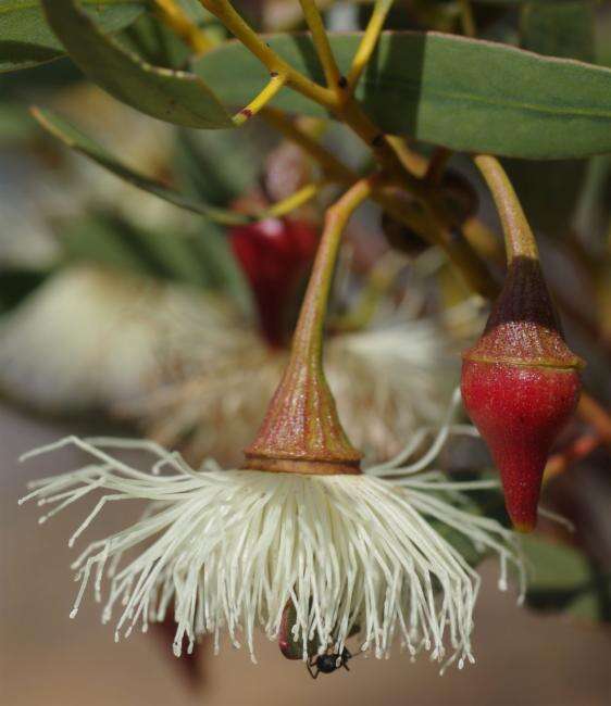 Image of Eucalyptus armillata D. Nicolle & M. E. French