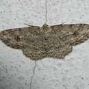 Image of The Small Engrailed