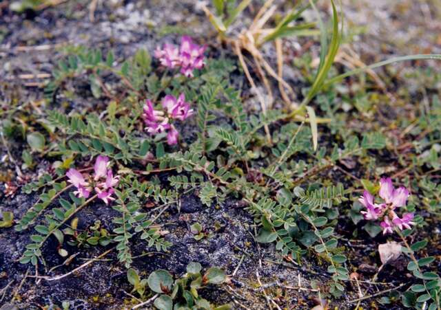 Слика од Astragalus alpinus L.