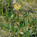 Слика од Astragalus frigidus (L.) A. Gray