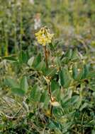 Imagem de Astragalus frigidus (L.) A. Gray