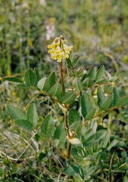 Image of Astragalus frigidus (L.) A. Gray