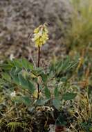 Imagem de Astragalus frigidus (L.) A. Gray