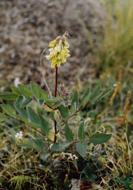 Imagem de Astragalus frigidus (L.) A. Gray