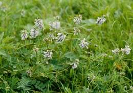 Image of Astragalus norvegicus Grauer