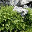 Image of alpine lady-fern
