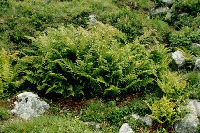 Image of ladyfern