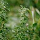 Image of black horehound